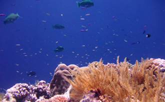 Great Barrier Reef © Robert Ling